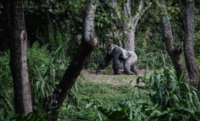 Gorilla Trekking in Uganda During the Rainy Season