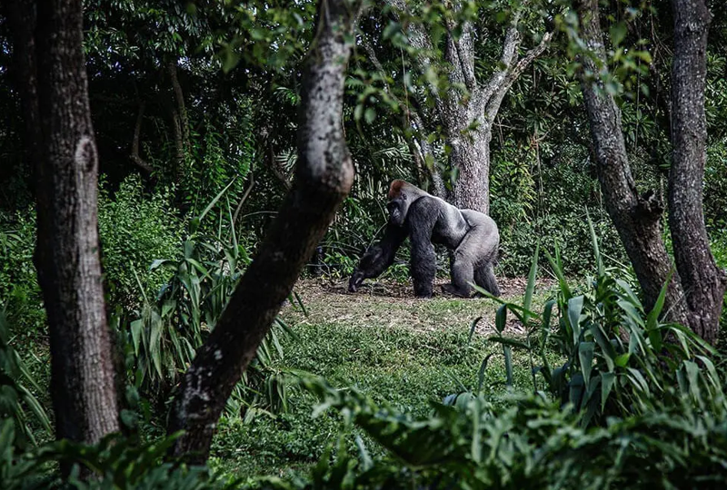 Gorilla Trekking in Uganda During the Rainy Season