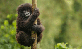 Gorilla Trekking in Uganda for Adventure Seekers