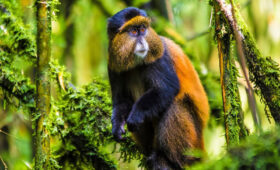 Gorilla Trekking vs. Golden Monkey Trekking in Rwanda