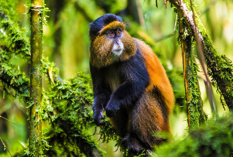 Gorilla Trekking vs. Golden Monkey Trekking in Rwanda