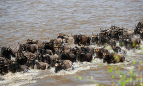 Great Migration in Kenya: 2025 Calendar
