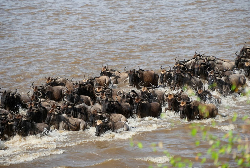 Great Migration in Kenya: 2025 Calendar