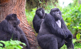 History-of-Gorilla-Conservation-in-Rwanda