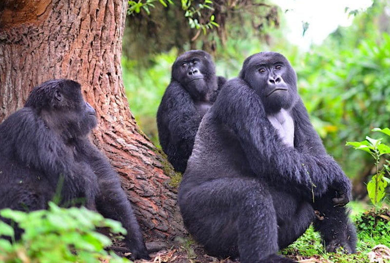 History-of-Gorilla-Conservation-in-Rwanda