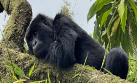 How- Close-Can-You-Get-to-Gorillas in Rwanda?