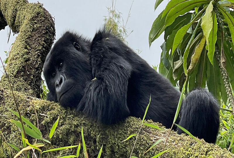 How- Close-Can-You-Get-to-Gorillas in Rwanda?