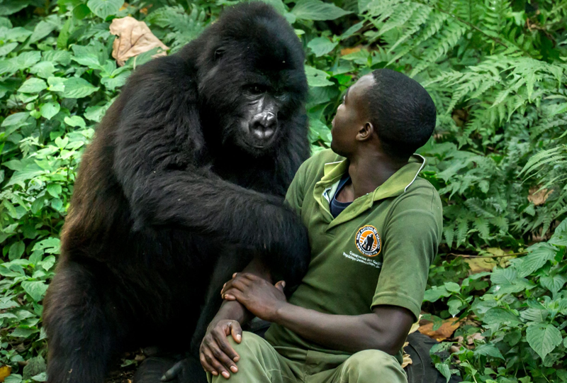 How Close Can You Get to Gorillas in Uganda?
