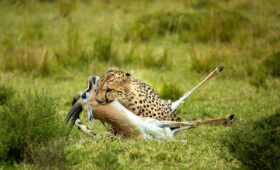 How Early to Book a Kenya Safari