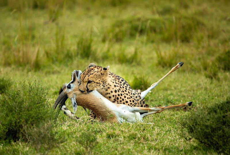 How Early to Book a Kenya Safari
