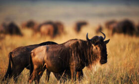 How Many Days Do You Need for a Safari in Kenya?