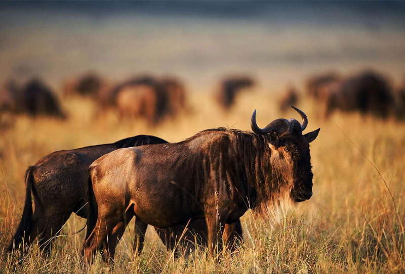 How Many Days Do You Need for a Safari in Kenya?