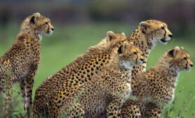 How to Avoid Crowds on Safari in Kenya