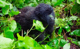 How to Book Gorilla Permits in Rwanda