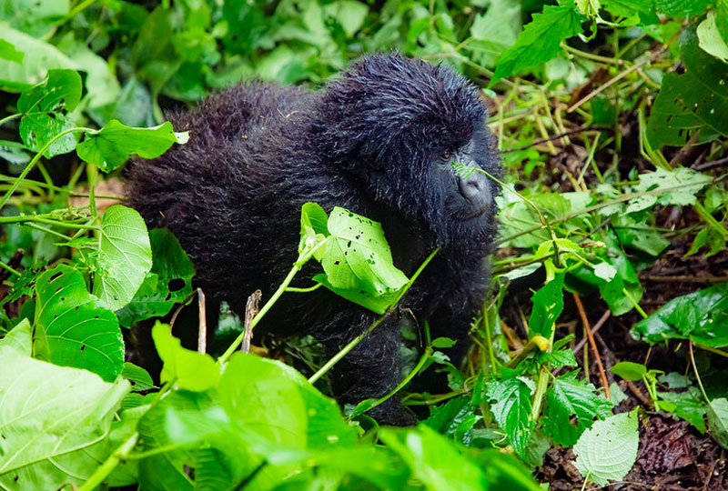How to Book Gorilla Permits in Rwanda