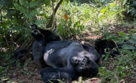 How to Book Gorilla Permits in Uganda
