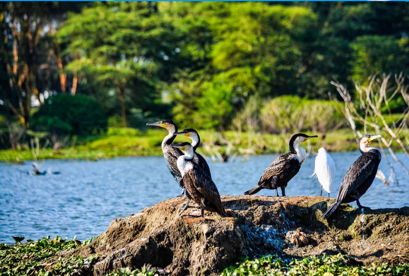 How to Choose the Best Kenya Safari Tour Operator