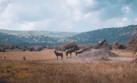 How-to-Include-Akagera-in-Your-Rwanda-Itinerary