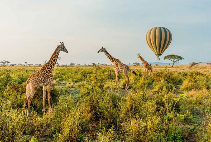 Is Rwanda Good for a First-Time Africa Safari?