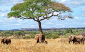 Kenya Safari Budget Guide: Save While You Explore