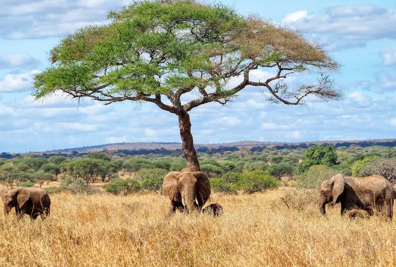 Kenya Safari Budget Guide: Save While You Explore