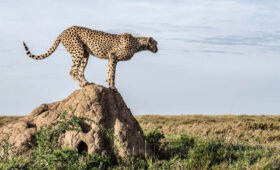 Kenya Safari During Christmas and New Year
