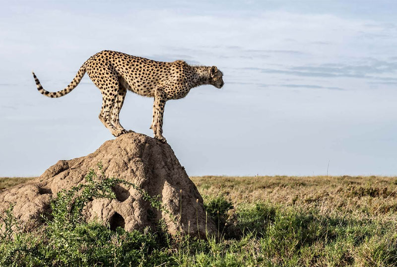 Kenya Safari During Christmas and New Year