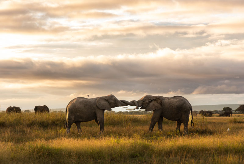 Kenya Safari Itineraries for 2025