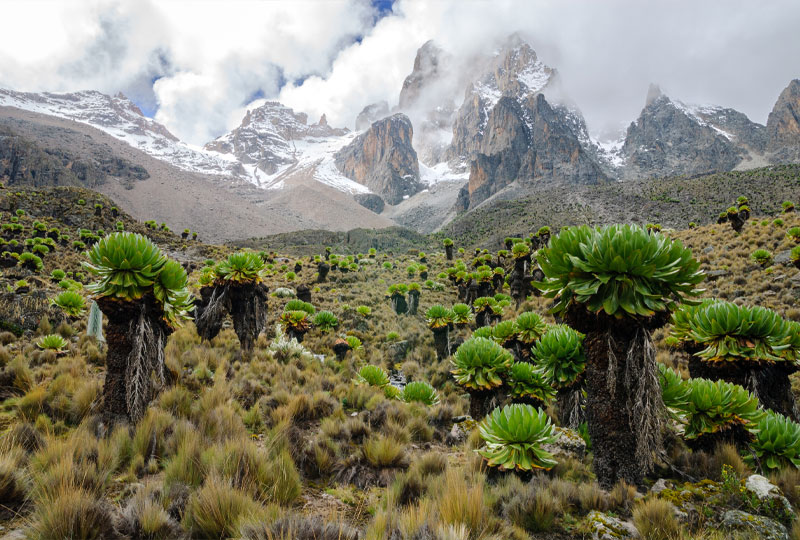 Kenya Safari & Mount Kenya Combo Tour