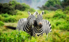 Kenya Safari Myths Debunked