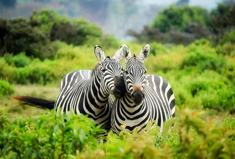 Kenya Safari Myths Debunked