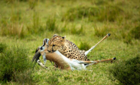 Kenya Safari Videos You Must Watch