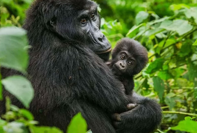 Kenya Safari and Gorilla Trekking Combo