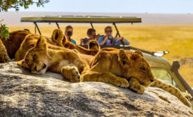 Kenya Safari for Repeat Travelers: What’s New