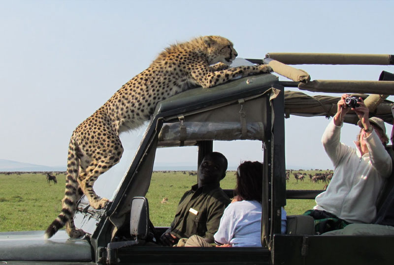 Kenya Safari from Mombasa: Where to Go