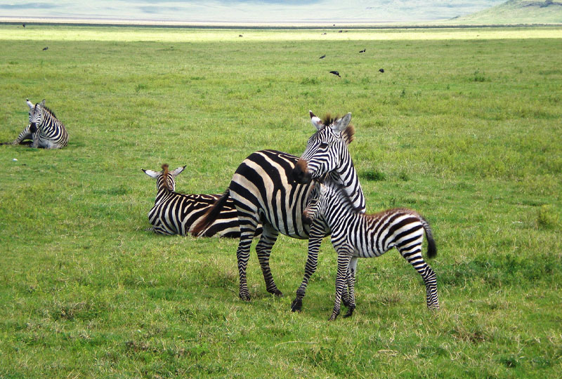Kenya Safari in the Green Season