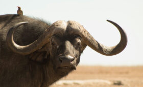 Laikipia Plateau: Kenya’s Hidden Safari Gem