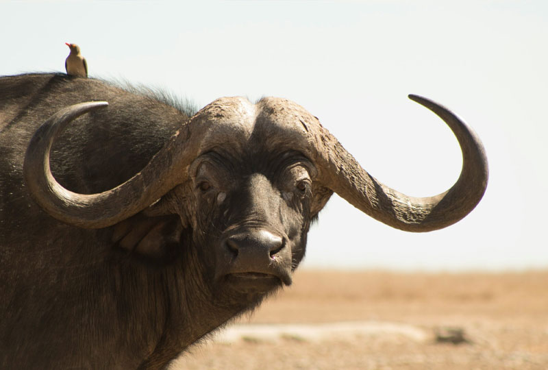 Laikipia Plateau: Kenya’s Hidden Safari Gem