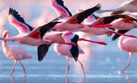 Lake Bogoria & Flamingo Safari Experience