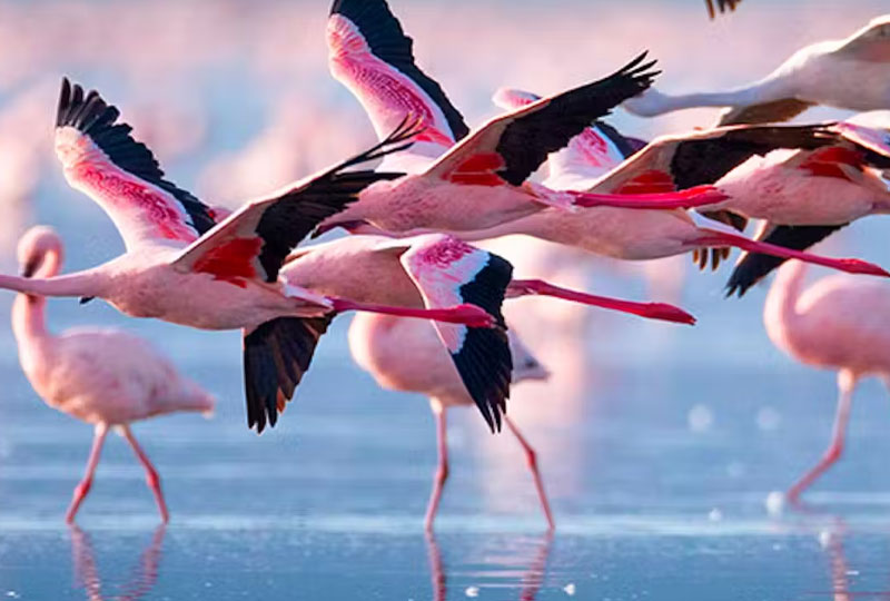 Lake Bogoria & Flamingo Safari Experience