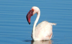 Lake Nakuru National Park: Best for Birdwatching