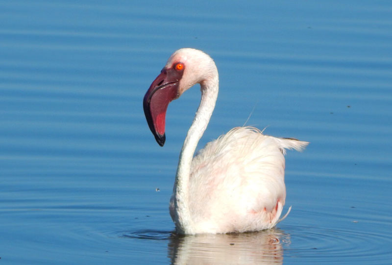 Lake Nakuru National Park: Best for Birdwatching