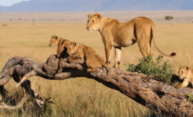 Lion Tracking Safaris in Kenya