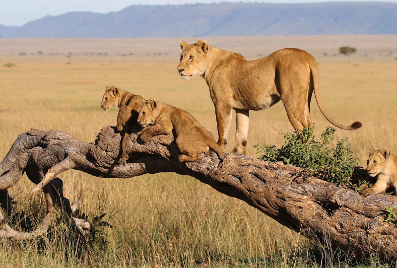 Lion Tracking Safaris in Kenya