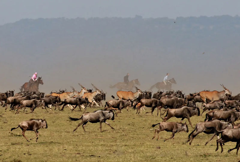 Masai Mara Safari: Complete Guide