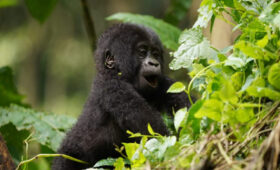 Medical-Tips-and-Travel-Insurance-for-Gorilla-Treks