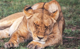 Meru National Park: Off-the-Beaten-Path Safari