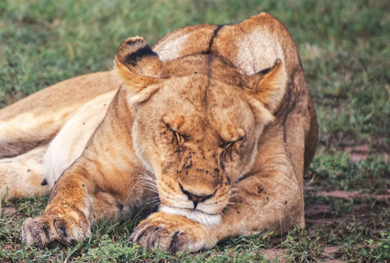 Meru National Park: Off-the-Beaten-Path Safari