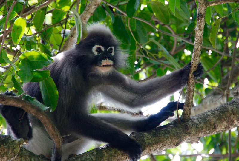 Mount Elgon National Park Safari Guide