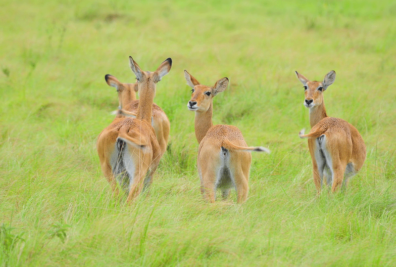 Multi-Park-Safari-Itinerary-in-Rwanda